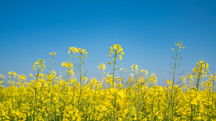 Canola flowers under clear blue sky, blooming golden canola flowers