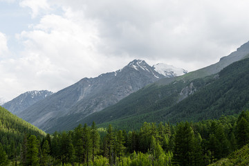 valley with pine forest and rocky peaks on horizon, mountain tourism, outdoor relaxation