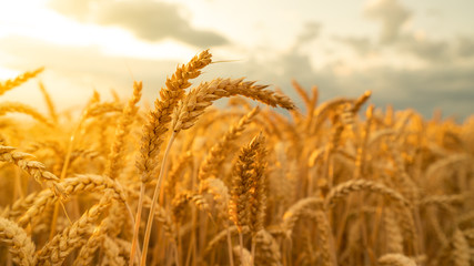 Fototapeta premium Closeup of wheat ears, a bumper harvest of golden wheat fields