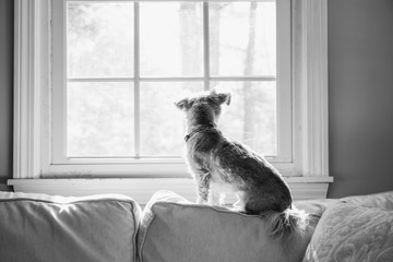 Dog looking out window lonely