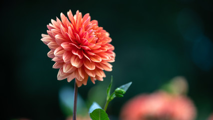 Closeup of an orange beautiful dahlia with the blurred background