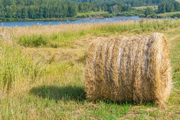 round hay roller on a sunny day. Harvesting of feed for agricultural livestock © Koirill