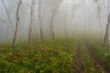 early morning in summer forest, dirt road in mystical fog, haze in branches of trees