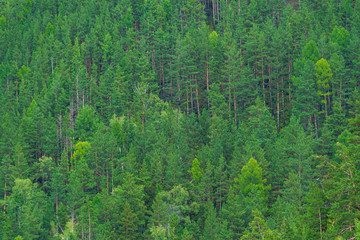 green carpet of trees on hillside, dense coniferous forest as background