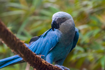 The Spix's macaw is a macaw native to Brazil. The bird is a medium-size parrot. The IUCN regard the Spix's macaw as probably extinct in the wild. Its last known stronghold in the wild was in Brazil. © Danny Ye