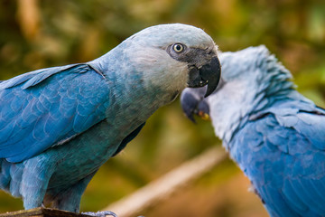The Spix's macaw is a macaw native to Brazil. The bird is a medium-size parrot. The IUCN regard the Spix's macaw as probably extinct in the wild. Its last known stronghold in the wild was in Brazil.