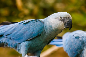 The Spix's macaw is a macaw native to Brazil. The bird is a medium-size parrot. The IUCN regard the Spix's macaw as probably extinct in the wild. Its last known stronghold in the wild was in Brazil.