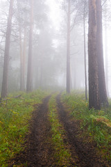 Obraz premium thick misterious fog in forest, mystical dirt road in haze, smoke from fire forest