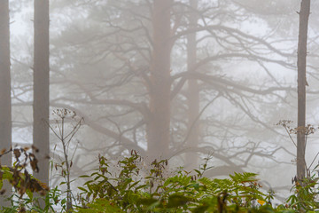 fog in early morning in pine grove, mysterious haze in summer forest, silhouettes of tree trunks in smoke of fire
