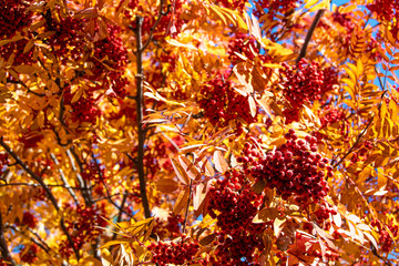 branch tree with yellow leaves with red berries of mountain ash, autumn atmosphere of forest