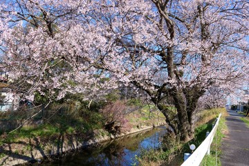 さくら　川　道　杤木　風景