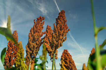 Sorghum bicolor is a genus of flowering plants in the grass family Poaceae. Native to Australia, with the range of some extending to Africa, Asia and certain islands in the Indian and Pacific Oceans - obrazy, fototapety, plakaty