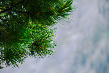 fluffy pine needles with water drops, coniferous forest after rain, dew on trees in early morning