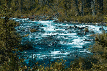 fast stream in mountain valley, raging river in summer forest, trees on bank of stream