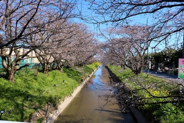 Obraz premium さくら 川 道 杤木 風景