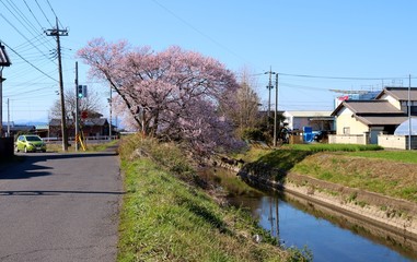 さくら　川　道　杤木　風景