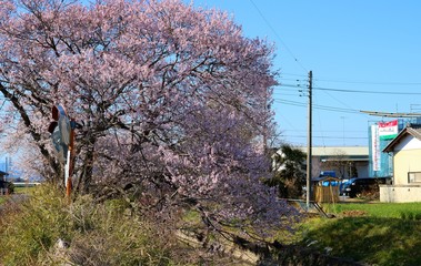 春　桜　空　風景　杤木