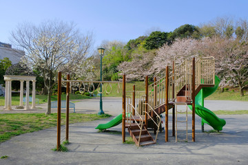 cherry blossom and park