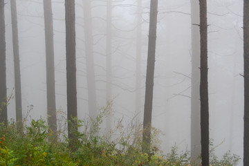 mystical forest in haze, tree trunks in morning fog, mysterious crime scene, smoke in forest fire