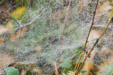 web with dew drops in misty forest after rain