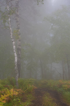 thick misterious fog in forest, mystical dirt road in haze, smoke from fire forest