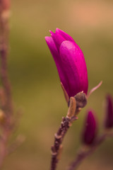 Magnolia flower