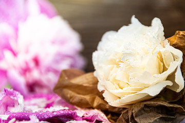 pink peony petals with dew drops, romantic gift, wedding atmosphere
