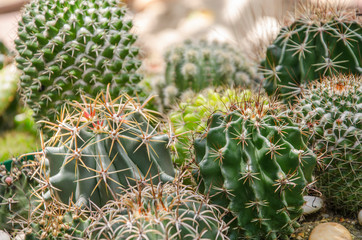 Beautiful green cacti with sharp thorns in garden