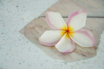 White and pink with yellow colors of plumeria flower close up