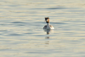 カンムリカイツブリ