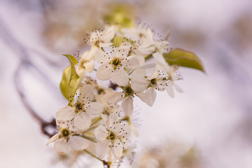 white flowers of pear tree