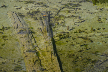 trunks of dead trees under water surface of transparent lake, swamp with plants at bottom of reservoir