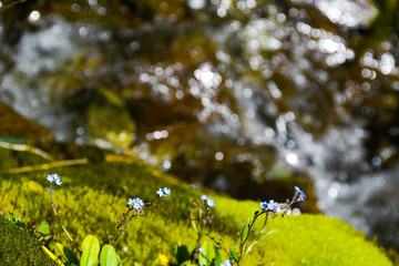 Fototapete bei efototapeten.de bestellen   