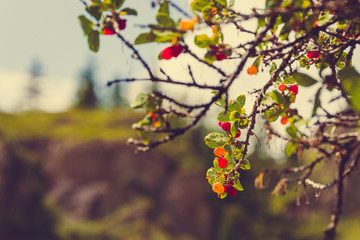 bright red berries on a green bush