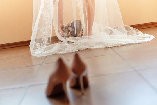 Curious funny cat came to his mistress bride, and climbed under her transparent veil.