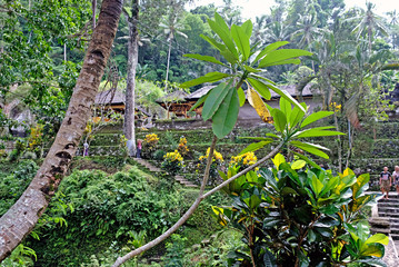 Greenery tropical landscape woth plenty of palm trees and tropical plants