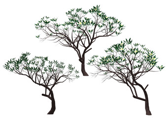 tree isolated on white background