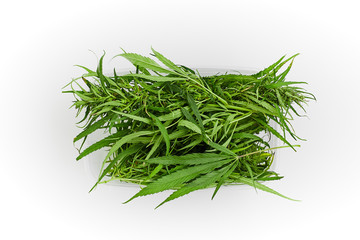 Lots of green leaves and cannabis herb marijuana in a plastic container isolated on white background.
