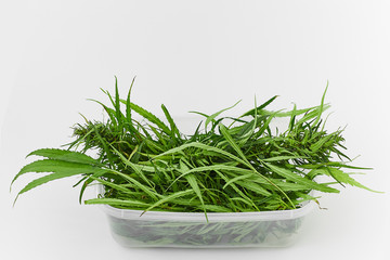 Lots of green leaves and cannabis herb marijuana in a plastic container isolated on white background.