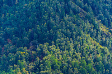 Naklejka na ściany i meble green carpet of trees on hillside, dense coniferous forest as background