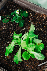 Spring Vegetable Garden