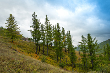 Fototapeta na wymiar grove of conifers on hillside, hiking in forest of larch, tourist trip to nature