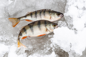 bass in snow in cold, winter fishing on ice