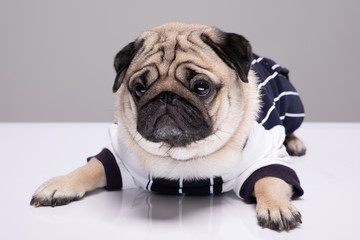 Cute dog pug breed standing and making funny or serious face feeling happiness and...