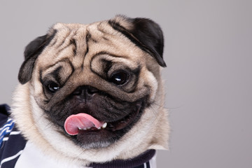 Cute dog pug breed standing and making funny or serious face feeling happiness and...
