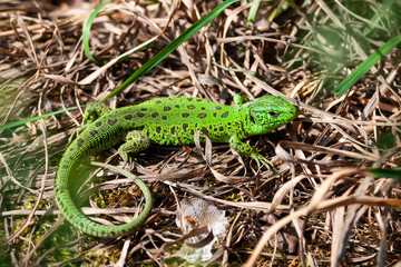 Male Lacerta Agilis Sand Lizard Reptile Animal Close-up