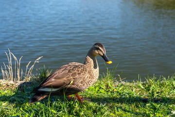 Wild duck resting on the river bank in sunny day