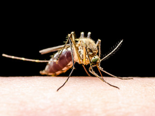 Dangerous Malaria Infected Mosquito Isolated on Black. Leishmaniasis, Encephalitis, Yellow Fever, Dengue, Malaria Disease, Mayaro or Zika Virus Infectious Culex Mosquito Parasite Insect Macro.
