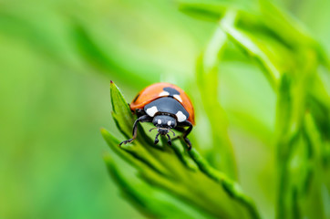 Ladybug Insect Crawling on Green Plant Macro