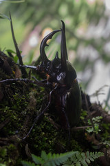 Obraz premium insect in the e plant